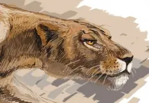 Lion Detail