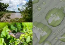 amazon_rain_forest
