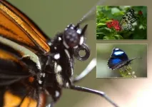 butterflies