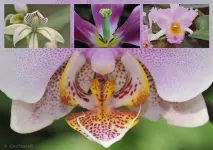 orchid-flowers-macro